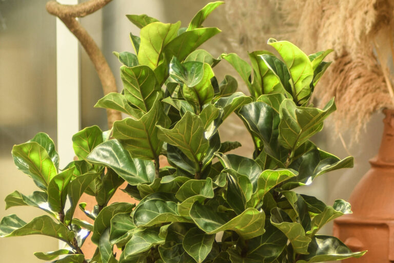 Como cuidar do Ficus lyrata