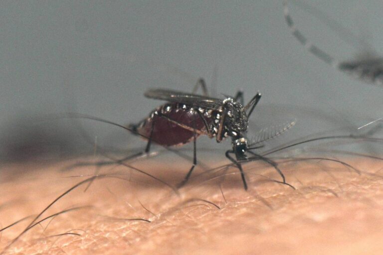 Ministério da Saúde vai pedir inclusão de vacina contra chikungunya no SUS