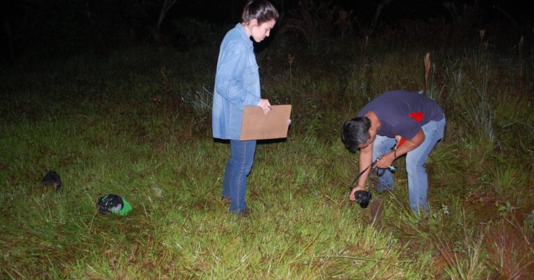 Peritos estiveram no local onde jovem de 21 anos foi agredido no sábado, em Vicentina (Foto: Renato Vessani/Vicentina Online)