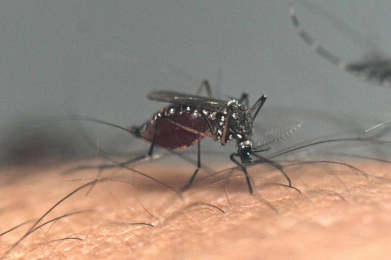 Dengue cresce na cidade de São Paulo e se torna epidêmica em cinco distritos