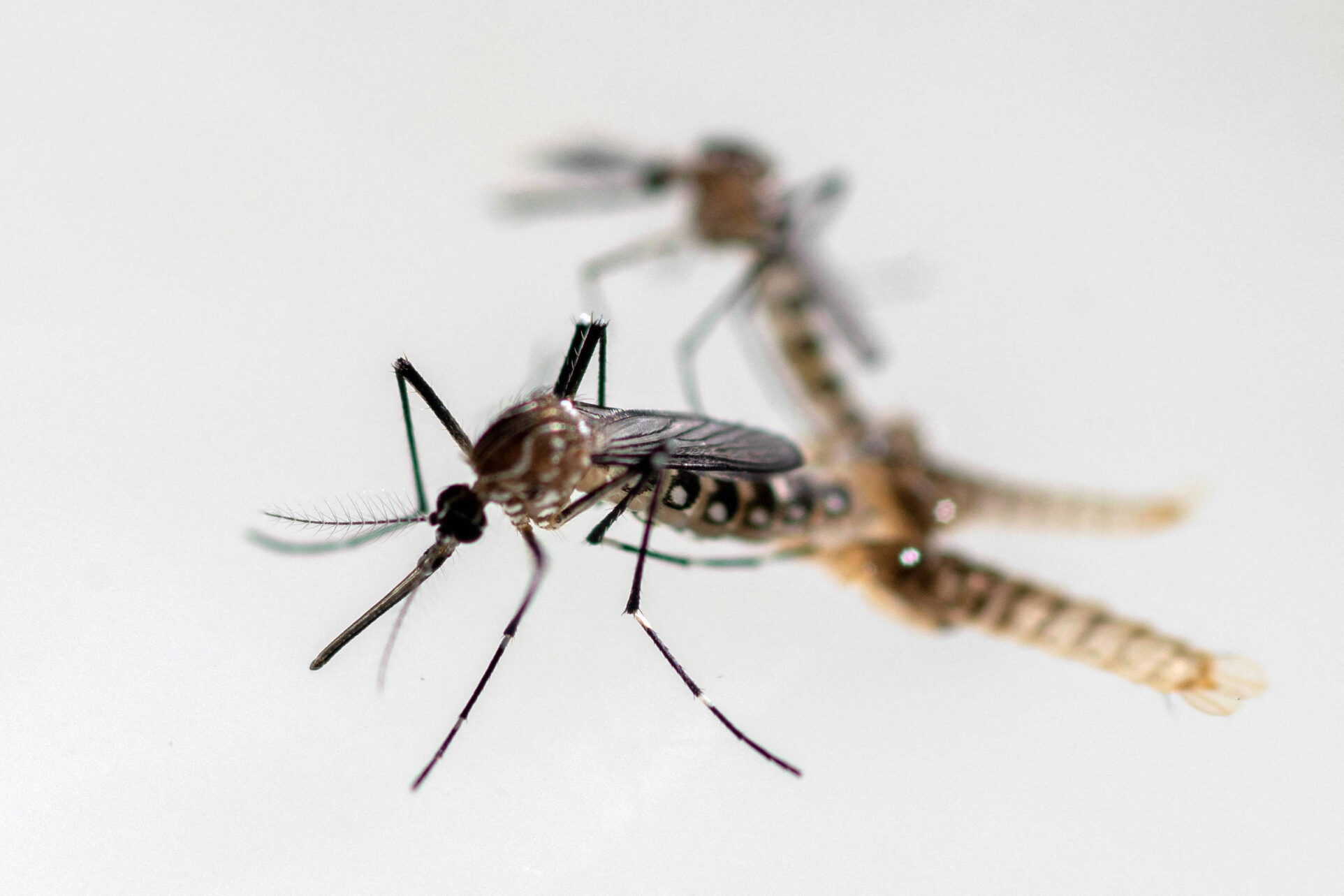 Mortes por dengue se concentram em SP com 7 em cada 10 óbitos