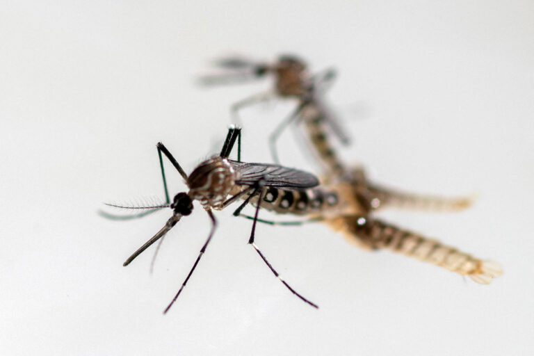 Saúde anuncia reforço contra dengue em municípios mais afetados e destaca SP