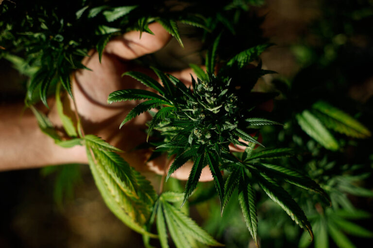 Cannabis medicinal ajuda no tratamento da doença de Parkinson, mas pesquisas ainda são restritas