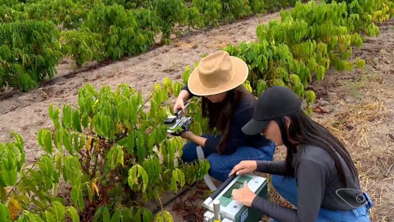 Pesquisadores testam 'protetor solar' para proteger cafezais das altas temperaturas no ES
