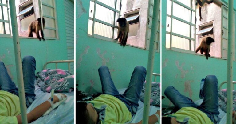Macacos invadem hospital e convivem com pacientes em MS