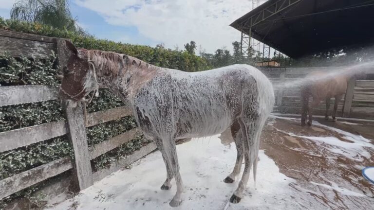 Saiba como deve ser o banho dos cavalos