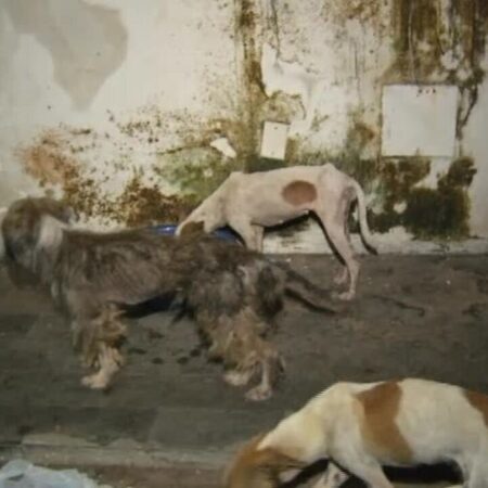 'Filme de terror', diz policial que resgatou animais abandonados em casa no Ceará