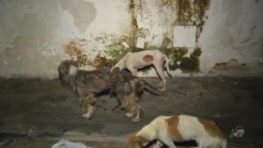 'Filme de terror', diz policial que resgatou animais abandonados em casa no Ceará
