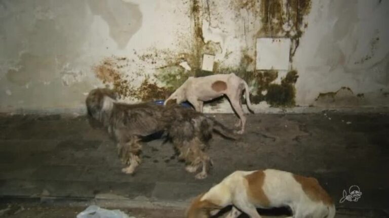 'Filme de terror', diz policial que resgatou animais abandonados em casa no Ceará